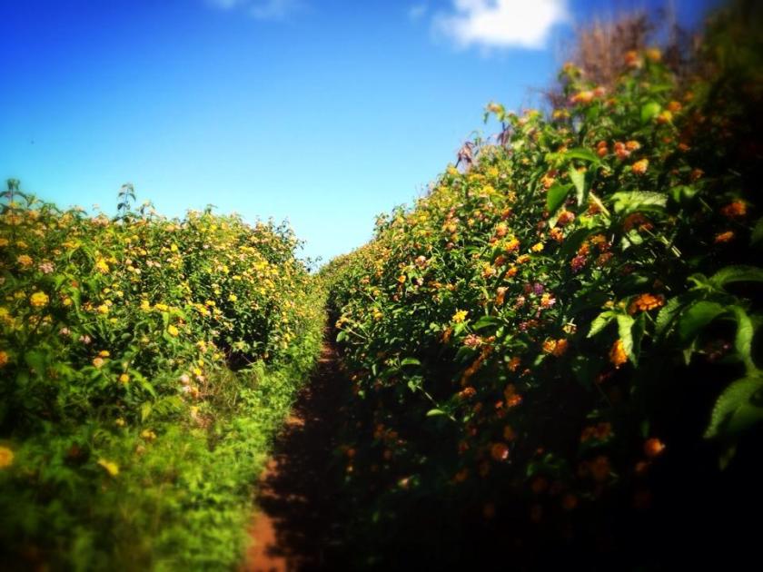 563724_10101619879734853_190130727_n