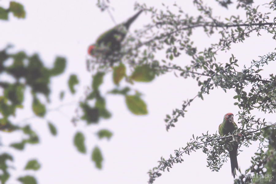 parrots of telegraph&nbsp;hill