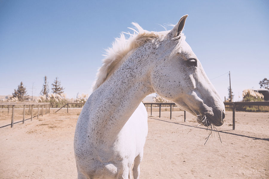 engagement | elizabeth +&nbsp;michael