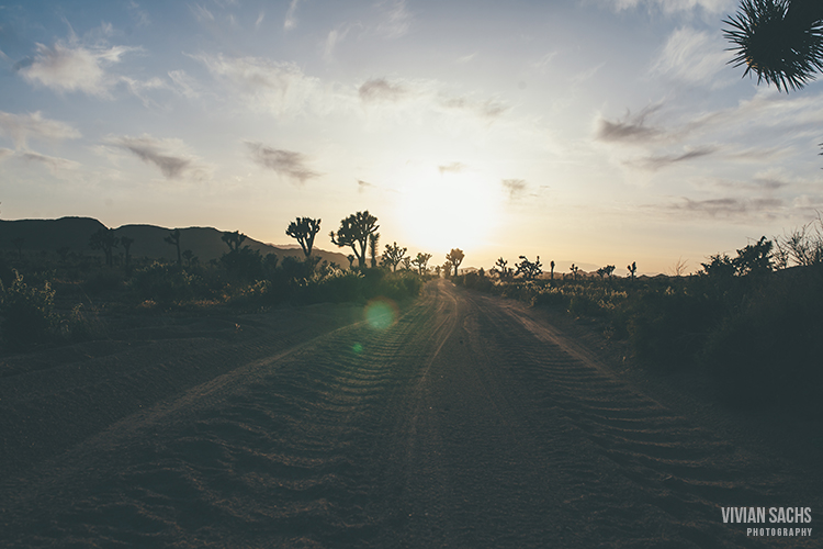 travel | joshua&nbsp;trees